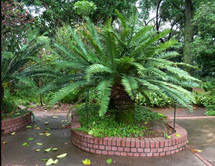 Manie Van Der Schijff Botanical Garden , , South Africa